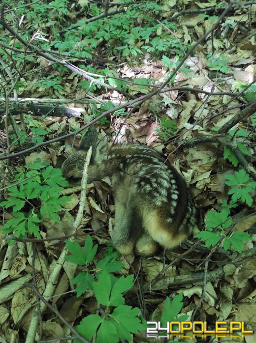 Spotkaliście w lesie te zwierzęta? One nie potrzebują pomocy! Apel Lasów Państwowych