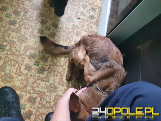 Mieszkaniec Grodkowa znęcał się nad psami. Grozi mu więzienie