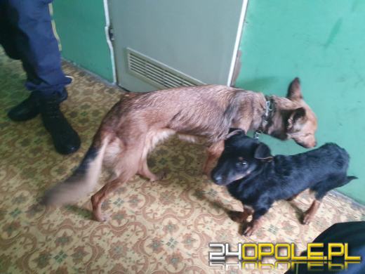 Mieszkaniec Grodkowa znęcał się nad psami. Grozi mu więzienie