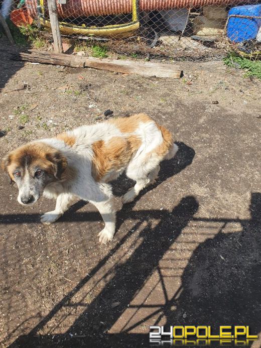 Mieszkaniec Grodkowa znęcał się nad psami. Grozi mu więzienie