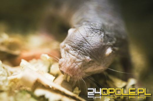 Są ślepe, tunele kopią... zębami. Można je zobaczyć w opolskim zoo