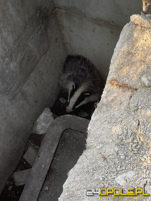 Borsuk utknął w studzience. Uratowali go strażacy