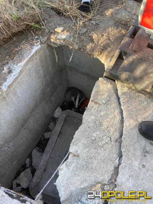 Borsuk utknął w studzience. Uratowali go strażacy