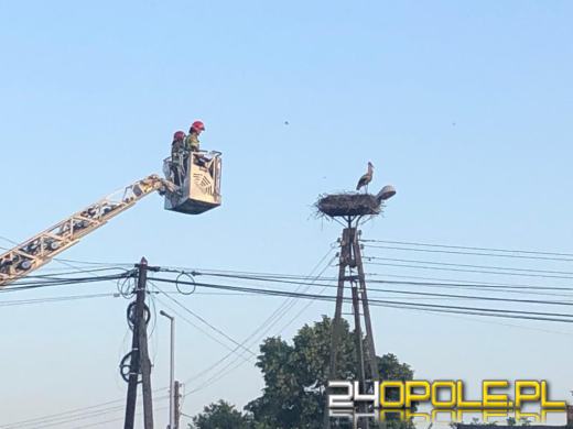 Nietypowa akcja w Wyszkowie Śląskim. Strażacy udali się...do bociana!