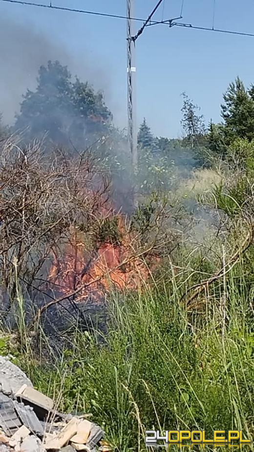 Strażacy odnotowują mnóstwo pożarów lasów i suchych traw