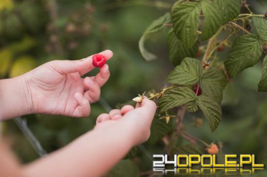 Złe wieści dla smakoszy malin: w tym roku będą drogie