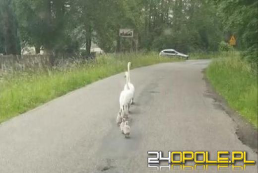 Nietypowa interwencja policjantów. Eskortowali... stado łabędzi