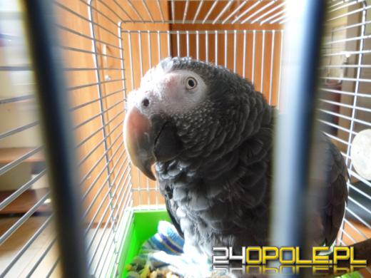 Kilkanaście najciekawszych przemytów wakacyjnych. Tego nie powinniśmy mieć w walizce!