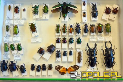 Kilkanaście najciekawszych przemytów wakacyjnych. Tego nie powinniśmy mieć w walizce!