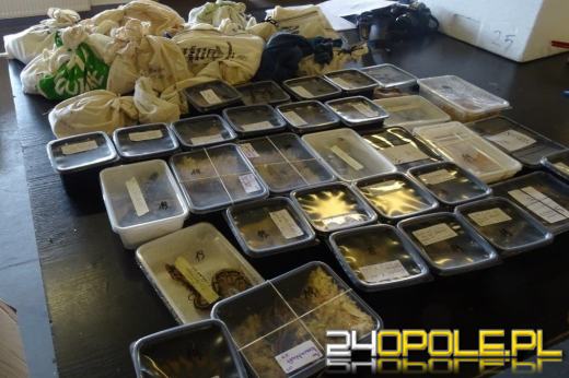 Kilkanaście najciekawszych przemytów wakacyjnych. Tego nie powinniśmy mieć w walizce!