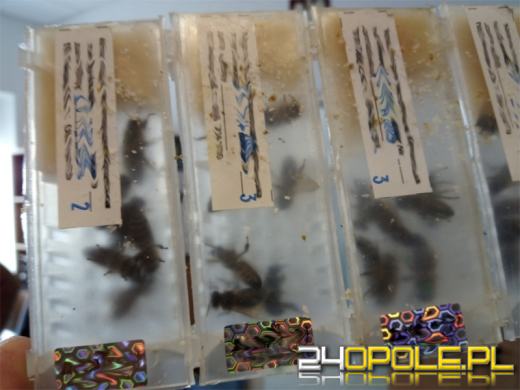 Kilkanaście najciekawszych przemytów wakacyjnych. Tego nie powinniśmy mieć w walizce!