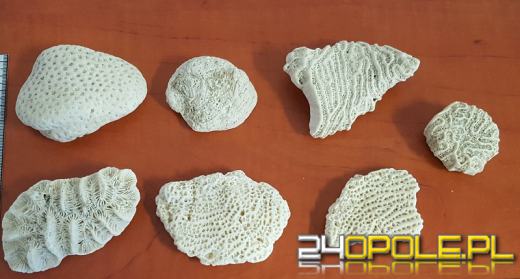 Kilkanaście najciekawszych przemytów wakacyjnych. Tego nie powinniśmy mieć w walizce!