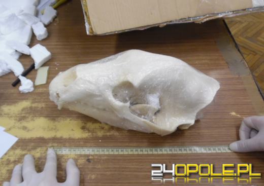 Kilkanaście najciekawszych przemytów wakacyjnych. Tego nie powinniśmy mieć w walizce!