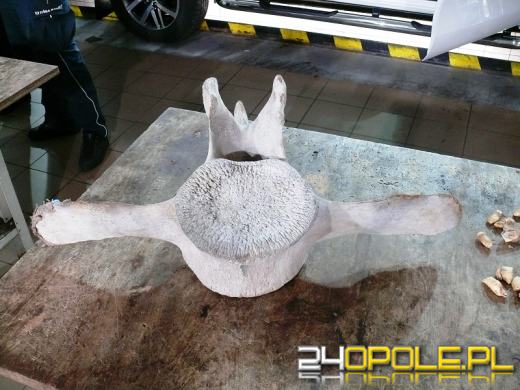 Kilkanaście najciekawszych przemytów wakacyjnych. Tego nie powinniśmy mieć w walizce!