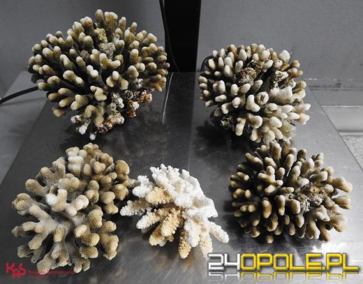 Kilkanaście najciekawszych przemytów wakacyjnych. Tego nie powinniśmy mieć w walizce!