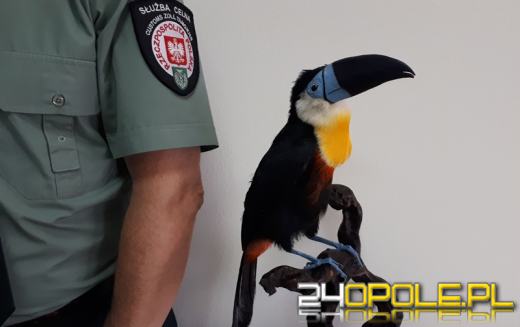 Kilkanaście najciekawszych przemytów wakacyjnych. Tego nie powinniśmy mieć w walizce!