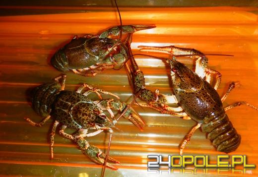 Kilkanaście najciekawszych przemytów wakacyjnych. Tego nie powinniśmy mieć w walizce!