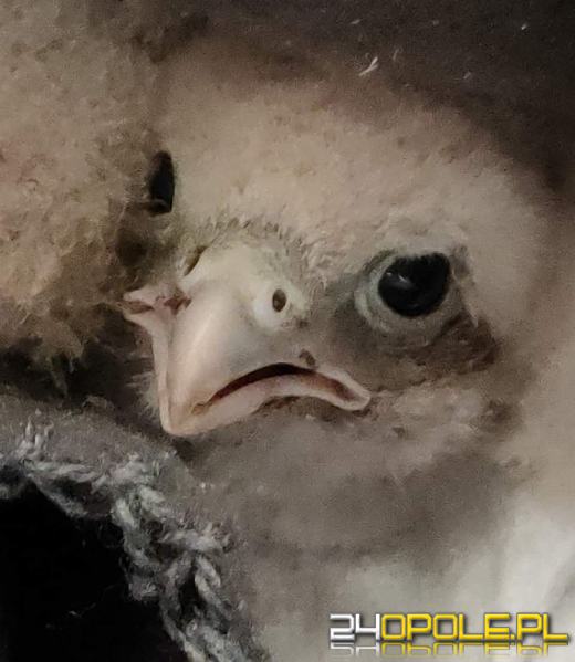 Policjant uratował pisklę sokoła