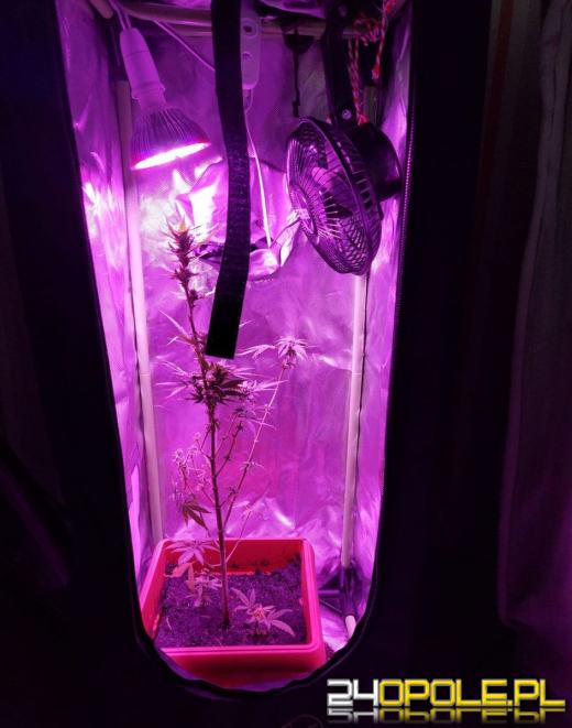 Odpowiedzą za posiadanie narkotyków