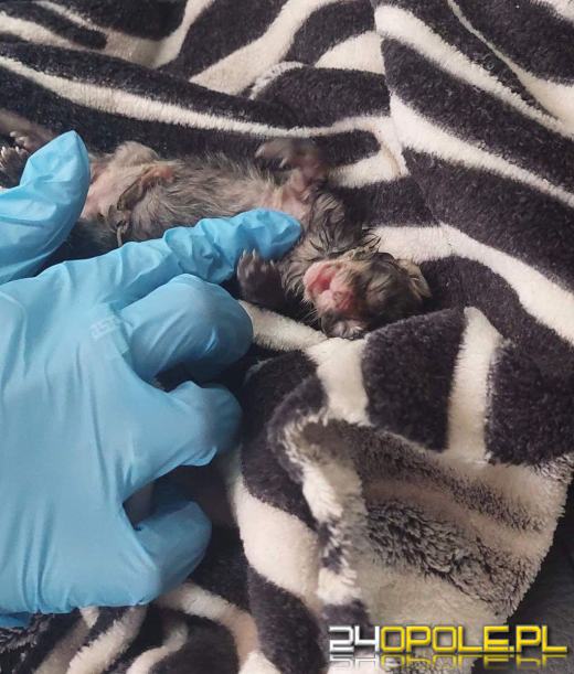 Próbowali utopić małe koty w domowej toalecie