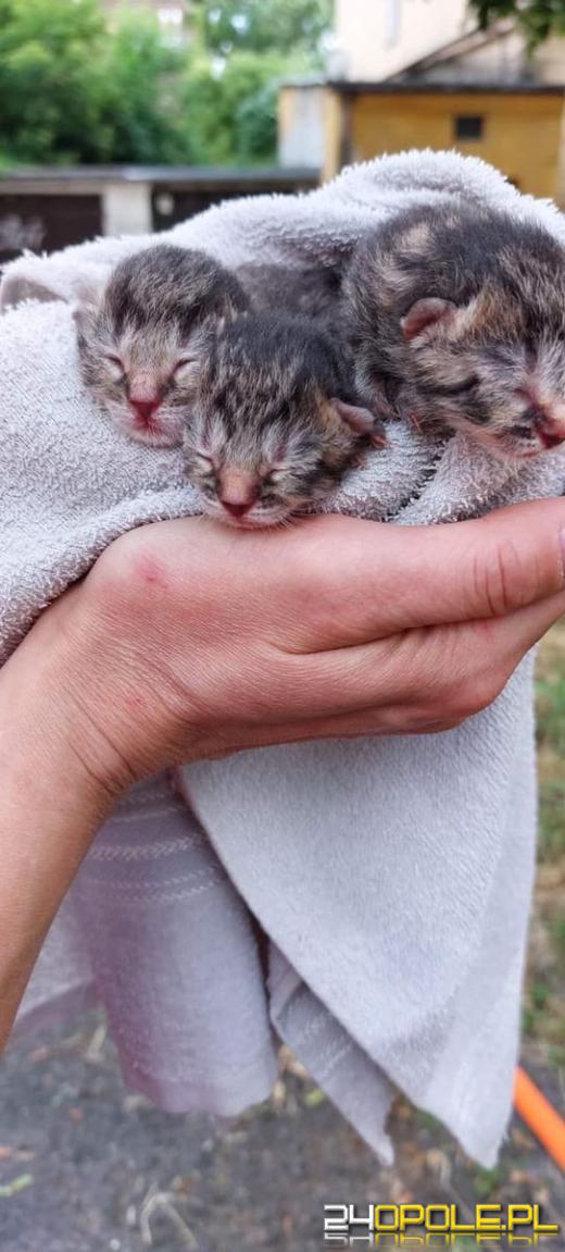 Próbowali utopić małe koty w domowej toalecie