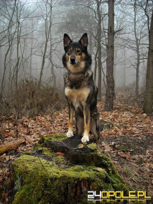 Swoje święto obchodzi dziś najwierniejszy przyjaciel człowieka - PIES