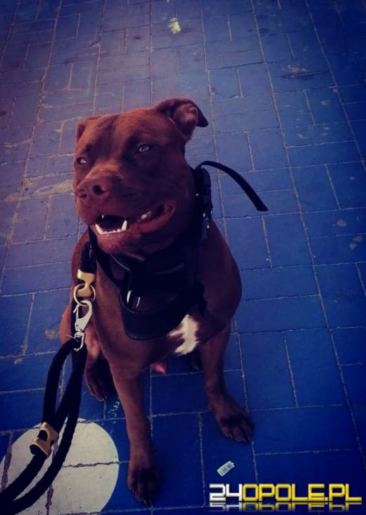 Swoje święto obchodzi dziś najwierniejszy przyjaciel człowieka - PIES