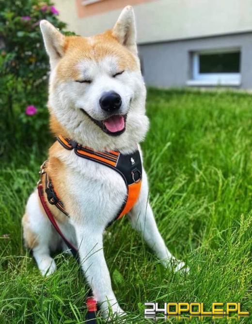 Swoje święto obchodzi dziś najwierniejszy przyjaciel człowieka - PIES