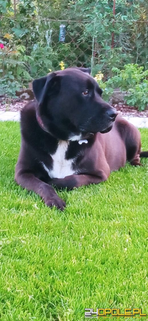 Swoje święto obchodzi dziś najwierniejszy przyjaciel człowieka - PIES