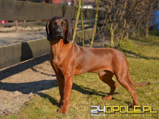 Swoje święto obchodzi dziś najwierniejszy przyjaciel człowieka - PIES