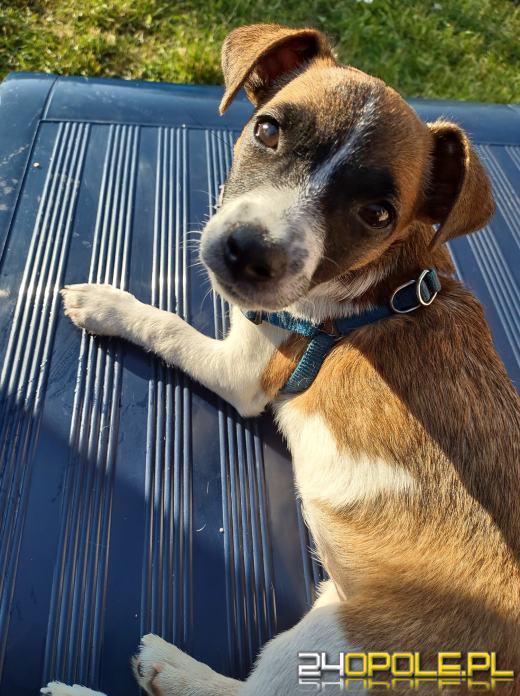 Swoje święto obchodzi dziś najwierniejszy przyjaciel człowieka - PIES