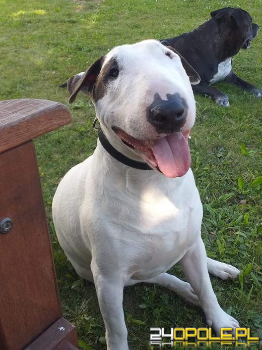 Swoje święto obchodzi dziś najwierniejszy przyjaciel człowieka - PIES