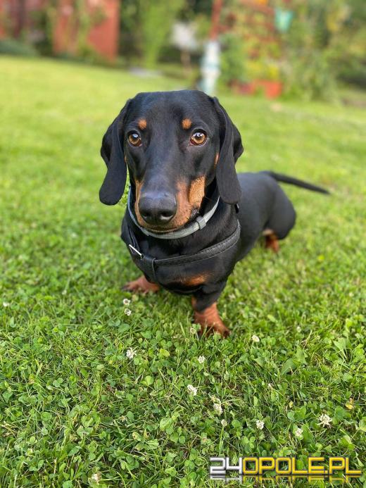 Swoje święto obchodzi dziś najwierniejszy przyjaciel człowieka - PIES