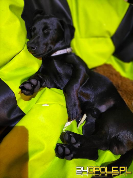 Swoje święto obchodzi dziś najwierniejszy przyjaciel człowieka - PIES