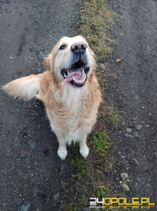 Swoje święto obchodzi dziś najwierniejszy przyjaciel człowieka - PIES