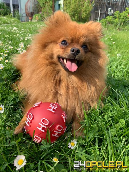 Swoje święto obchodzi dziś najwierniejszy przyjaciel człowieka - PIES