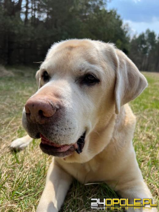 Swoje święto obchodzi dziś najwierniejszy przyjaciel człowieka - PIES