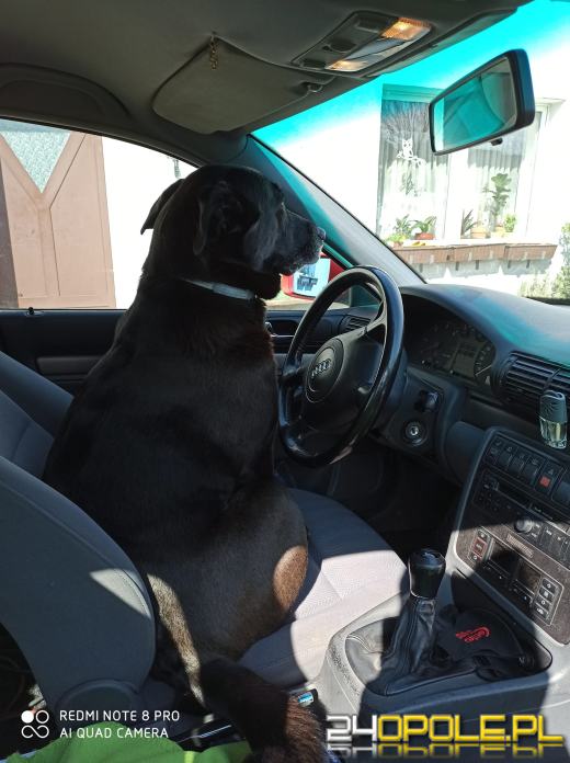 Swoje święto obchodzi dziś najwierniejszy przyjaciel człowieka - PIES