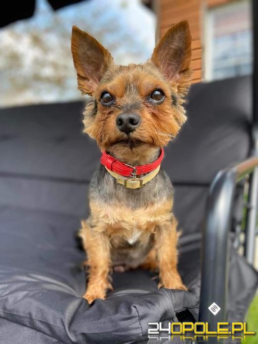 Swoje święto obchodzi dziś najwierniejszy przyjaciel człowieka - PIES