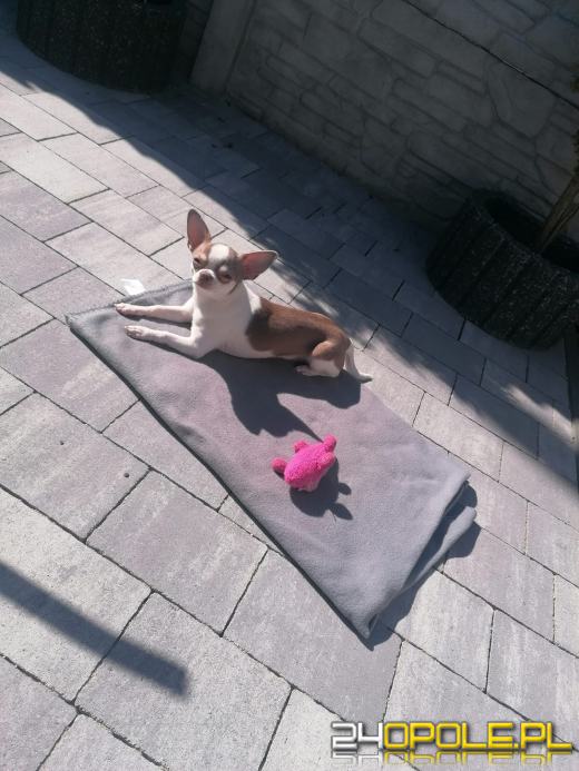 Swoje święto obchodzi dziś najwierniejszy przyjaciel człowieka - PIES