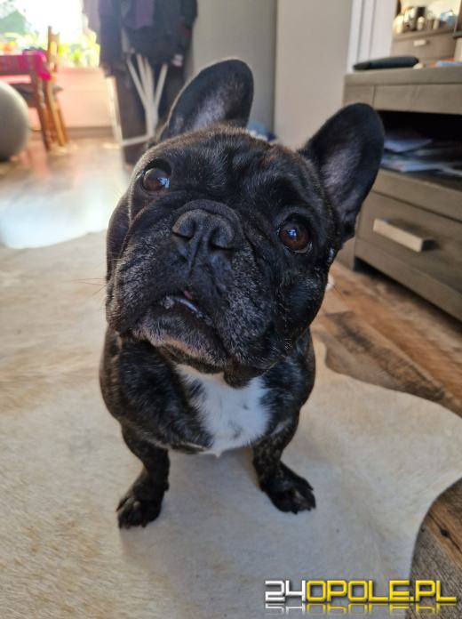 Swoje święto obchodzi dziś najwierniejszy przyjaciel człowieka - PIES