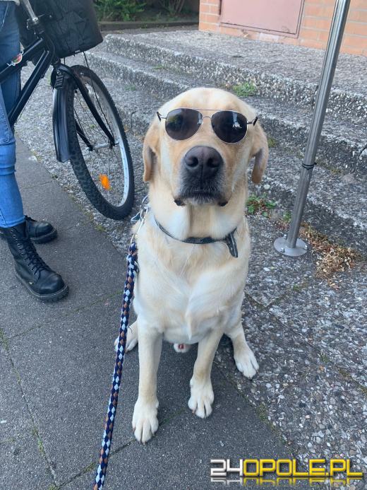 Swoje święto obchodzi dziś najwierniejszy przyjaciel człowieka - PIES