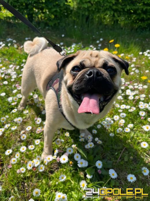 Swoje święto obchodzi dziś najwierniejszy przyjaciel człowieka - PIES