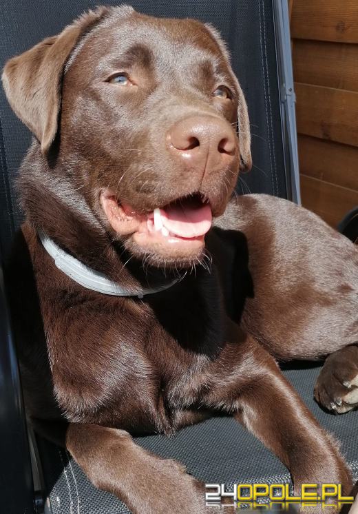 Swoje święto obchodzi dziś najwierniejszy przyjaciel człowieka - PIES