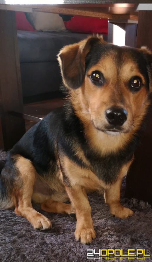 Swoje święto obchodzi dziś najwierniejszy przyjaciel człowieka - PIES