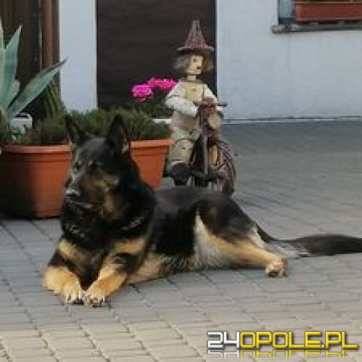 Swoje święto obchodzi dziś najwierniejszy przyjaciel człowieka - PIES