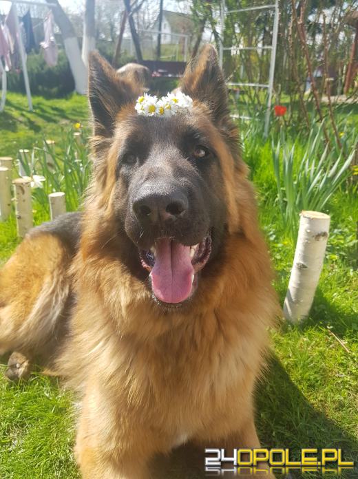 Swoje święto obchodzi dziś najwierniejszy przyjaciel człowieka - PIES