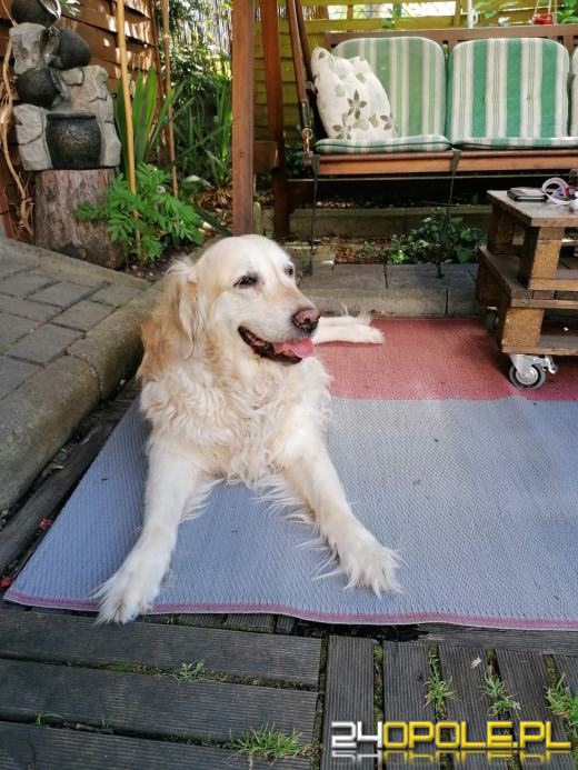 Swoje święto obchodzi dziś najwierniejszy przyjaciel człowieka - PIES