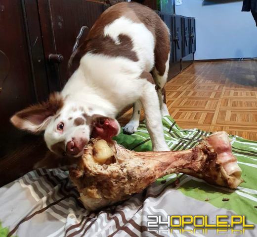 Swoje święto obchodzi dziś najwierniejszy przyjaciel człowieka - PIES