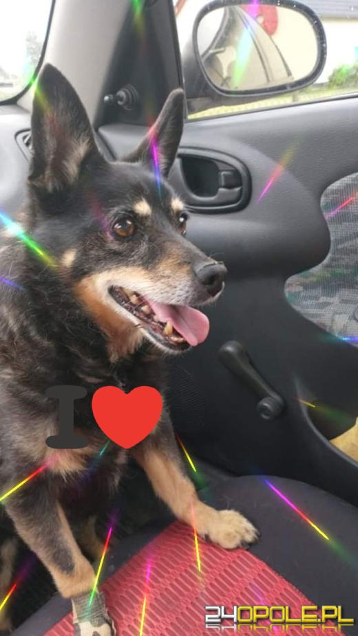 Swoje święto obchodzi dziś najwierniejszy przyjaciel człowieka - PIES